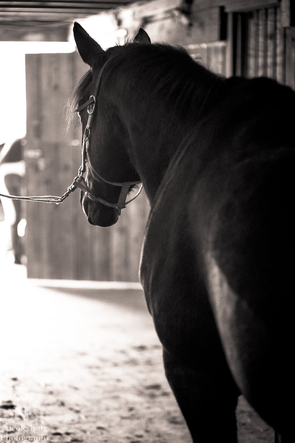 NEPA horse photographer